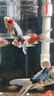 冷水鸚鵡魚招財魚血鸚鵡紅金魚冷水觀賞魚活體魚苗好養(yǎng)耐活發(fā)財魚 蘭花鸚鵡3條【6-8cm】 曬單實拍圖