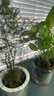 綠有意綠植盆栽多肉花卉盆栽植物室內(nèi)桌面水培綠植辦公室客廳植物懶人 限量3盆】萬(wàn)重山+虎皮蘭+滿天星 曬單實(shí)拍圖