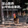 楊博士 皖南散養(yǎng)大公雞 單只凈重2.6斤*2只 生鮮雞肉土雞含雞胗源頭直發(fā) 曬單實拍圖
