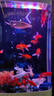美諾魚缸客廳半圓型魚缸屏風(fēng)大中小型家用落地式玻璃金魚缸生態(tài)免換水 白冰花 60*40*138 曬單實拍圖