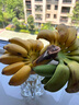 臨雅禁止蕉綠香蕉辦公室桌面綠植水培植物芭蕉樹(shù)盆栽水果室內可食用慮 【帶桿2-3斤裝】鮮切香蕉送卡片 單發(fā)植物 曬單實(shí)拍圖