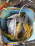 免調(diào)漂線組全套伊勢(shì)尼立漂高靈敏主線組野釣鯽魚(yú)綁好子線雙鉤套裝 2卷線+日夜漂各一支+1節(jié)電+線盒 3.6米3.0主線+2.5子線+7號(hào)伊豆鉤 曬單實(shí)拍圖
