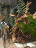 畫(huà)法幾何魚(yú)缸造景小型魚(yú)缸米家智能桌面魚(yú)缸專(zhuān)用沉木造景套餐 魚(yú)缸裝飾 蕨類(lèi)沉木造景+底砂套餐 曬單實(shí)拍圖