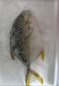 環(huán)球水產(chǎn)南海大規(guī)格金鯧魚550g1條 BAP認(rèn)證 海魚 生鮮魚類 火鍋 海鮮水產(chǎn) 曬單實(shí)拍圖