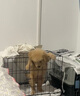 純種金毛幼犬大骨架沙灘金毛血統(tǒng)級楓葉紅高智商導(dǎo)盲犬活寵物狗狗 血統(tǒng)級 精品金毛 母 曬單實(shí)拍圖