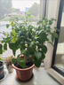 三角梅大苗盆栽綠櫻老樁三角梅室內(nèi)外植物四季好養(yǎng)活 三角梅大苗橙桑巴40-50厘米（不含盆） 曬單實拍圖