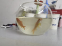 AIPHAROW黃金龍鳳錦鯉魚(yú)懶人魚(yú)好養耐活冷水小黃金活體觀(guān)賞魚(yú)活體黑色錦鯉 4-6CM草金魚(yú)5條 曬單實(shí)拍圖