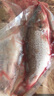 淡水鱸魚(yú)新鮮冷凍鮮活海鮮水產(chǎn)清蒸鱸魚(yú)超大3條淡水鱸魚(yú)現殺真空 鱸魚(yú)凈重1.5斤2條 曬單實(shí)拍圖