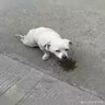 驅殺狗神器野狗三步到毒i狗狗的藥麻醉鎮定劑睡眠貓狗專(zhuān)用的藥 一次OK/三步到i 曬單實(shí)拍圖