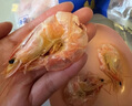 彩雙?？疚r干開(kāi)袋即食特大碳烤蝦干特級對蝦孕婦兒童零食海鮮干貨特產(chǎn) M號烤蝦500g【200-220只】 曬單實(shí)拍圖