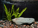 AMTRA德國安彩EX350魚缸壁掛過濾器外置過濾桶一體機(jī)循環(huán)過濾制氧 EX350過濾器 （油膜款）適用30-35cm魚缸 曬單實(shí)拍圖