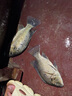 SHIMANO禧瑪諾22款斯泰拉紡車(chē)輪STELLA路亞輪遠(yuǎn)投海釣魚(yú)線(xiàn)輪喜瑪諾史泰拉 22款C3000MHG 左右手互換型 曬單實(shí)拍圖