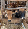 閑鳥牛羊馬定位器5G動(dòng)物山區(qū)放牧防丟防水北斗衛(wèi)星精準(zhǔn)遠(yuǎn)程追蹤神器 牛羊5G加強(qiáng)版1W+精準(zhǔn)定位首年版 超長待機(jī)防水 曬單實(shí)拍圖