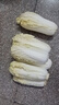 【超市品質(zhì)】新鮮精品娃娃菜現(xiàn)砍現(xiàn)發(fā)小包裝新鮮蔬菜生鮮產(chǎn)地直發(fā) 新鮮娃娃菜1*(3棵)*2包 曬單實(shí)拍圖
