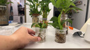 水培器皿塑料透明圓柱形綠植花盆多肉鮮花吊蘭綠蘿定植籃植物花瓶 塑料5.5*6.5小瓶子+定植籃 曬單實(shí)拍圖