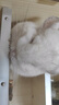 碧甜白色云霧-白云龍貓?jiān)∩?淺色皮毛適用2.28kg/750g 白色云霧-2.28kg 曬單實(shí)拍圖
