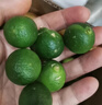 南步海南小青金桔 新鮮小青柑橘青檸檬小金橘奶茶專用榨汁黃青桔水果 小金桔 2斤 精選果 曬單實(shí)拍圖