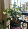 開時果 茉莉花盆栽濃香型 桌面綠植物陽臺花卉樹苗盆景擺件源頭直發(fā)包郵 精選茉莉花3-6株【加侖盆】 曬單實拍圖