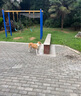 麥富迪 狗糧 藻趣兒通用全價(jià)犬糧小中大型犬泰迪柯基金毛拉布拉多 【熱銷】成犬糧40斤裝 曬單實(shí)拍圖