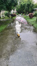 左都（ZUODU）兒童雨傘直柄透明男童女童7-12歲小孩兒小學(xué)生寶寶長把卡通直柄傘 曬單實(shí)拍圖