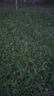 卡駱馳crocs舒樂(lè)人字拖輕便舒適百搭|211101 黑色-001 44 (280mm) 曬單實(shí)拍圖
