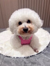 MIKI PAD狗狗衣服小型犬夏季薄款衣服戶外馬甲春秋透氣泰迪比熊可牽引 玫紅馬甲 XL胸圍45cm（參考體重9-11斤） 曬單實(shí)拍圖