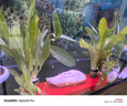 【京東物流】水草套餐 好養(yǎng)耐活真水草植物綠菊大葉綠九冠魚缸 紅九冠一顆送陶瓷環(huán) 曬單實拍圖