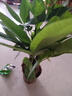 發(fā)財樹盆栽大植物室內(nèi)辦公室桌面客廳小盆景招財樹苗綠植花卉盆栽 三桿發(fā)財樹 5-8cm【原盆】 【送肥料】 曬單實拍圖