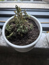 幼兒園植物小盆栽含羞草盆栽室內(nèi)趣味花卉四季害羞草陽臺植物學(xué)校 10cm左右含羞草X2【原土原盆】+肥料 含盆 曬單實(shí)拍圖