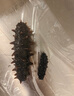 曉芹大連冷凍即食海參 遼刺參 海鮮水產(chǎn)  固形物含量≥75% 2000g 60-80只 曬單實(shí)拍圖