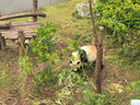 愛他美（Aptamil）領(lǐng)熠嬰兒配方奶粉1段（0—6月齡） 800g*1罐  愛他美領(lǐng)熠 曬單實拍圖