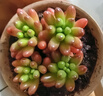 迎虞花苑 虹之玉錦多肉新品群生多肉植物帶盆栽好發(fā)貨帶盆多肉大顆多肉 虹之玉6厘米塑料盆種好 曬單實拍圖