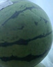 【農戶(hù)直通車(chē)】龐各莊吊秧小西瓜2粒2.5kg 曬單實(shí)拍圖