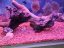 JCZS德國(guó)品牌火山石魚缸專用水族造景墊底砂古法養(yǎng)魚材料大塊過濾石火 【魚缸造景19-20斤】紅火山石5-10厘米() 曬單實(shí)拍圖