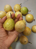 正宗廣西欽蜜9號黃金百香果新鮮現(xiàn)摘源頭直發(fā)孕婦水果應(yīng)季水果 精品20顆裝【30-45g】 曬單實(shí)拍圖