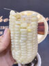 新鮮白糯玉米農(nóng)家自種牛奶甜糯玉米早餐代餐苞谷嫩玉米棒子蔬菜 9斤 曬單實(shí)拍圖