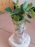 四季常青八方來財(cái)鴨腳木室內(nèi)陽臺桌面綠植大型盆栽花卉綠蘿發(fā)財(cái)樹 八方來財(cái)【15-25cm]】4顆+陶瓷財(cái)字盆+肥料 曬單實(shí)拍圖