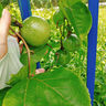 京地達(dá)廣西欽蜜9號(hào)黃金百香果 凈重3斤單果60-70g 生鮮水果源頭直發(fā)包郵 曬單實(shí)拍圖