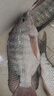漁之源釣傘2025年新款釣傘釣魚(yú)傘防暴雨戶外遮陽(yáng)防曬傘黑膠防曬漁具用品 2.0米 UPF50+【精鋼下桿 結(jié)實(shí)耐用】黑 曬單實(shí)拍圖