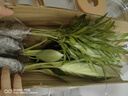 錦楓4盆裝水培植物室內(nèi)好養(yǎng)新房辦公室吸除甲醛四季綠植帶瓶發(fā)貨 【超值4盆裝】如圖植物4顆+4個(gè)樹脂可視塑料花瓶 曬單實(shí)拍圖