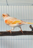 AITAR鳥用黃芪多糖鸚鵡豬牛羊雞鴨鵝兔子獸用可溶性粉提高免疫調(diào)理腸胃 100g 1袋 鳥用黃芪多糖 曬單實(shí)拍圖