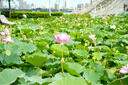 松下（Panasonic）Lumix G100D M43畫幅相機(jī) M43卡口 微單相機(jī) 無反數(shù)碼相機(jī) G100D+【12-60+25F1.7】雙白盒套裝 曬單實(shí)拍圖