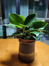 藝萱金鉆盆栽綠蘿籮水培植物室內好養的花卉綠植多肉客廳新房?jì)艋諝?綠公主一盆三棵（原盆原土）+營(yíng)養液 含盆 曬單實(shí)拍圖