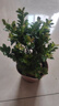 佰花錦小葉赤楠帶花盆植物辦公室內(nèi)四季常青客廳綠植盆栽茶臺桌面擺件 2盆精品小葉赤楠基地原盆 10-20cm 曬單實拍圖