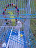 寵尚天 鸚鵡飼料5斤袋裝 天然黍子虎皮文鳥鸚鵡牡丹玄鳳鳥糧 鳥糧 曬單實拍圖