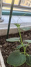 奔新農(nóng)爬藤架葡萄黃瓜豆角架種菜花支架庭院園藝花卉植物支撐桿西紅柿架 粗8mm長(zhǎng)75cm10支 曬單實(shí)拍圖