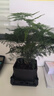 佰花錦文竹桌面盆栽新中式綠植辦公室客廳盆景茶臺(tái)臥室好養(yǎng)綠植花卉植物 【送方底座】文竹+pvc舍得盆+黑沙石鋪面 20-30cm 曬單實(shí)拍圖