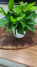 【綠蘿盆栽帶精致南瓜儲(chǔ)水盆】吸甲醛凈化空氣水培綠植物花卉好養(yǎng) 【熱銷5盆】綠蘿+白色南瓜盆自吸水 整體含盆高度20-25cm 曬單實(shí)拍圖