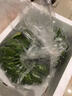 三萌果蔬廣西小米蕉【青蕉發(fā)貨收到需催熟】芭蕉新鮮水果香甜粉糯現(xiàn)摘現(xiàn)發(fā) 5斤精品果【香甜軟糯】?jī)?.5斤 曬單實(shí)拍圖