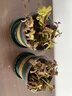 檸檬薄荷盆栽新鮮可食用薄荷葉苗驅(qū)蚊草水培好養(yǎng)花卉室內(nèi)綠植物 原土薄荷+加侖盆+肥料二盆裝 不含盆 曬單實(shí)拍圖